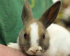 辨别国产侏儒兔真假视频,视频教你如何辨别